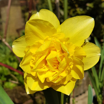 Daffodil Dick Wilden